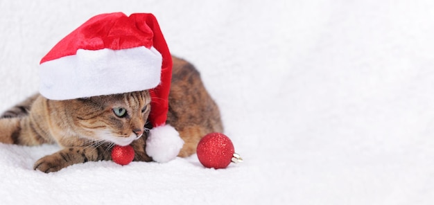 Chat dans un chapeau du Nouvel An sur un plaid blanc Portrait d'un chat de Noël