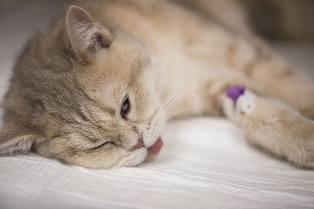 Chat dans une clinique vétérinaire sous anesthésie