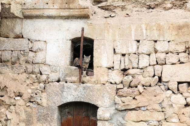 Chat dans la fenêtre du vieux bâtiment