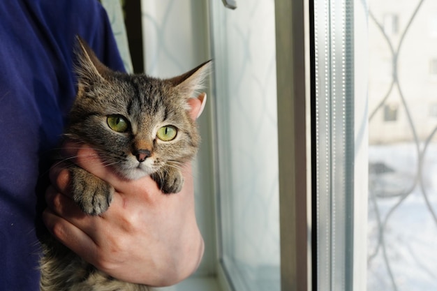 Un chat dans une fenêtre