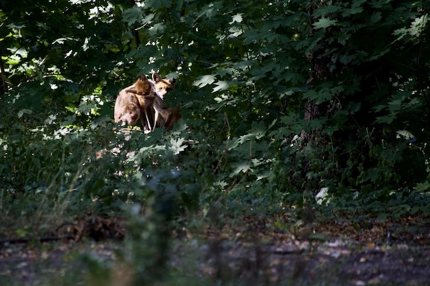 Photo un chat dans une forêt