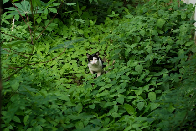 Chat dans la forêt