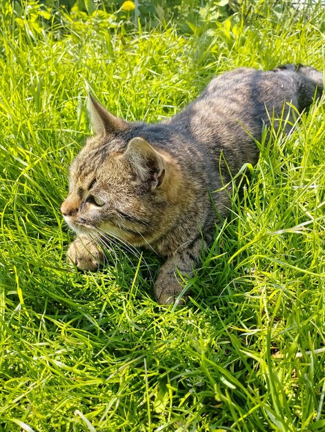 Un chat dans l'herbe à la recherche d'un foyer