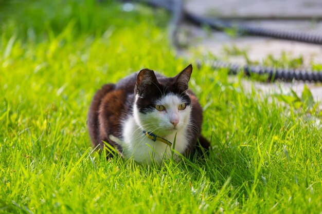 Chat dans l'herbe verte