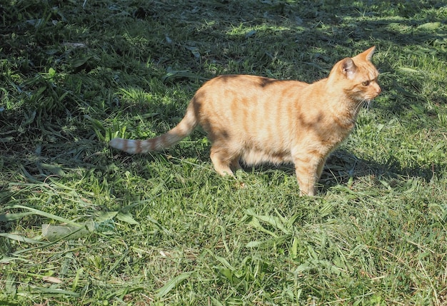 Chat dans l'herbe