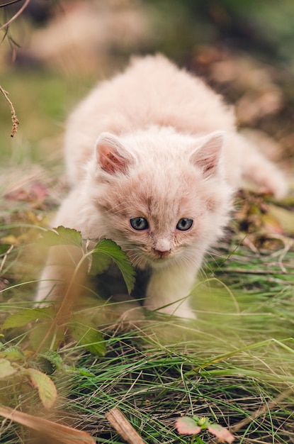 Photo chat dans le jardin d'automne