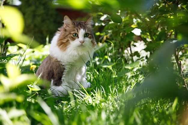 Chat dans le jardin extérieur gros plan