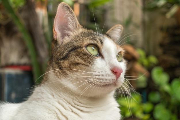 Le chat dans le jardin lève les yeux.