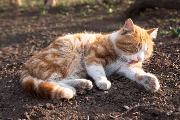 Chat dans le jardin