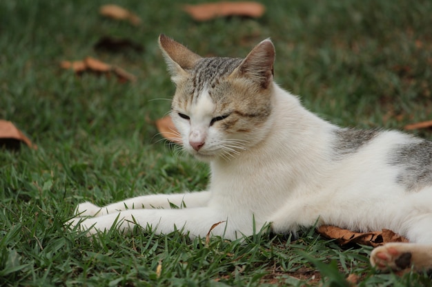 Chat dans le jardin