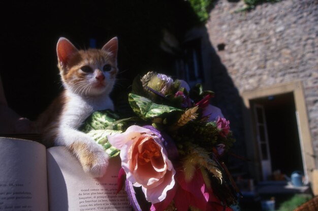 Photo chat dans le jardin