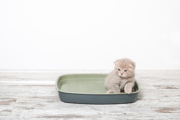 chat dans une litière en plastique sur le plancher