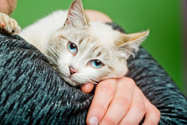 Chat dans les mains de l'homme