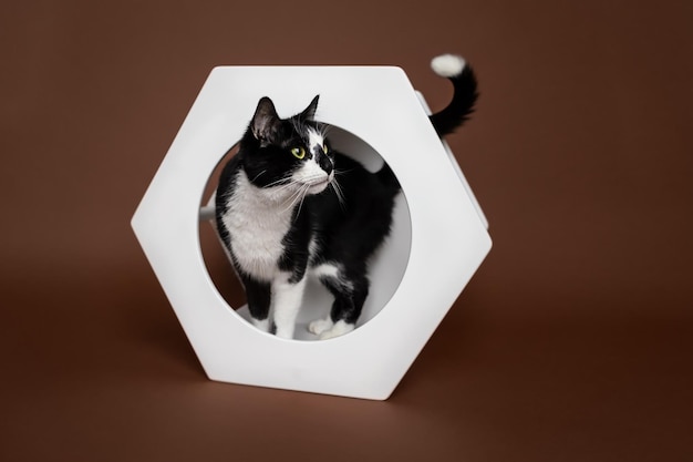 Chat dans une maison de chat en bois blanche hexagonale