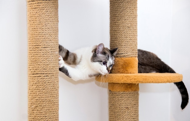 Un chat dans une maison de chat. Le chat se repose dans sa maison.