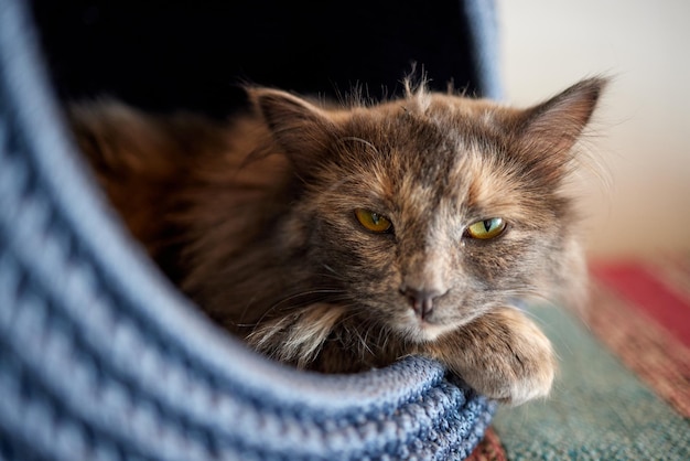 Chat dans la maison des chats sur le sol regardant vers la droite