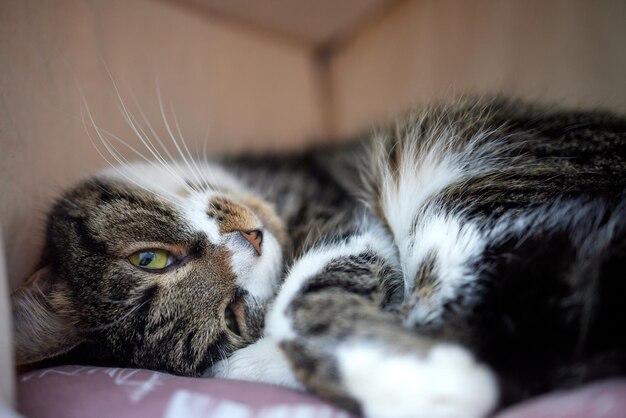 Chat dans la maison du chat sur le sol regardant vers la droite