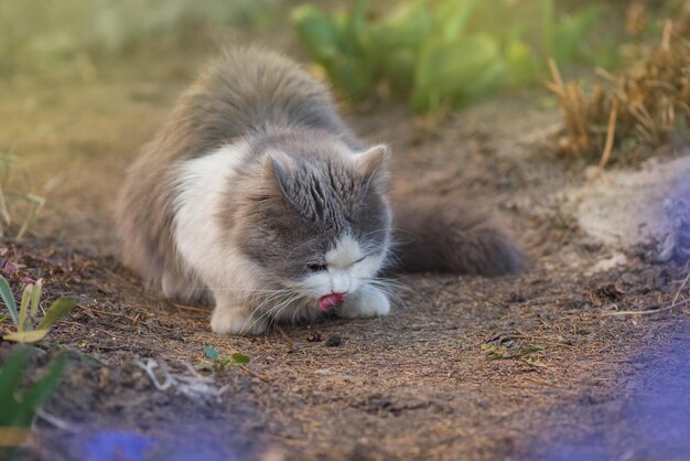 Chat dans la nature léchant avec la langue assis reposant sur l'herbe en été