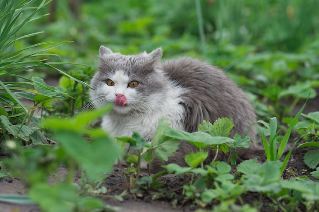 Chat dans la nature léchant avec la langue. Ã Â¡at reposant sur l'herbe en été