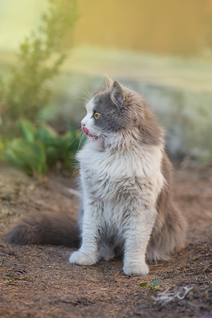 Chat dans la nature léchant avec la langue Chat reposant sur l'herbe en été Chat avec la langue qui sort