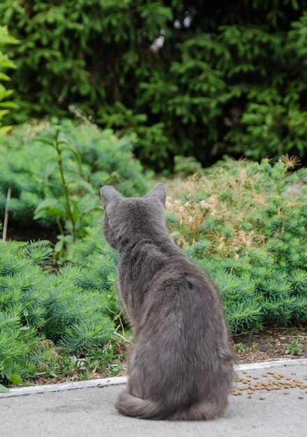 Photo le chat dans la nature s'est retourné