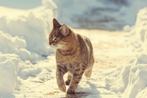 Chat dans la neige en hiver