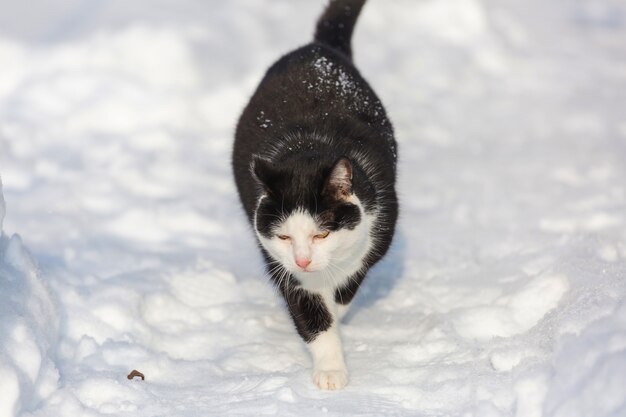 Chat dans la neige en hiver