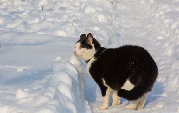 Chat dans la neige en hiver