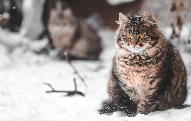 Chat dans la neige