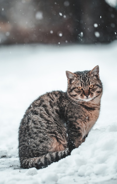 Chat dans la neige