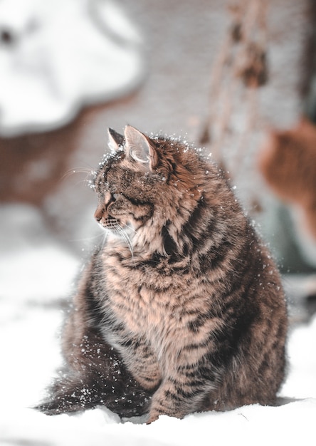 Chat dans la neige