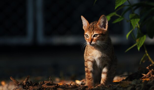 Un chat dans le noir