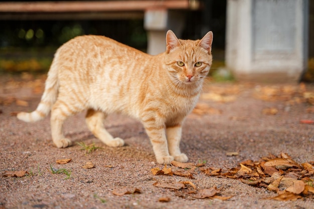 Photo un chat dans un parc avec des feuilles au sol