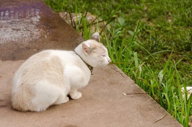 Chat dans la passerelle