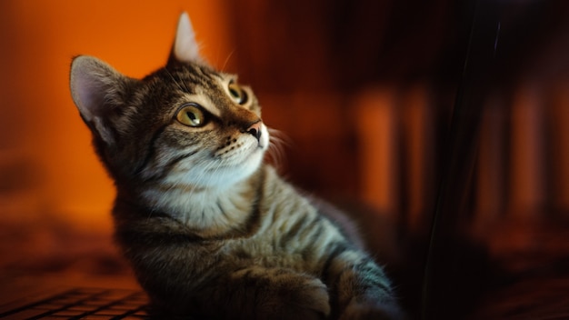 Chat dans une pièce sombre allongé et regardant l'écran du portable.