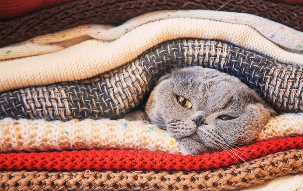 Chat dans une pile de vêtements chauds. Mise au point sélective.