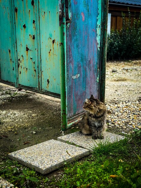 Photo le chat dans la porte bleue.