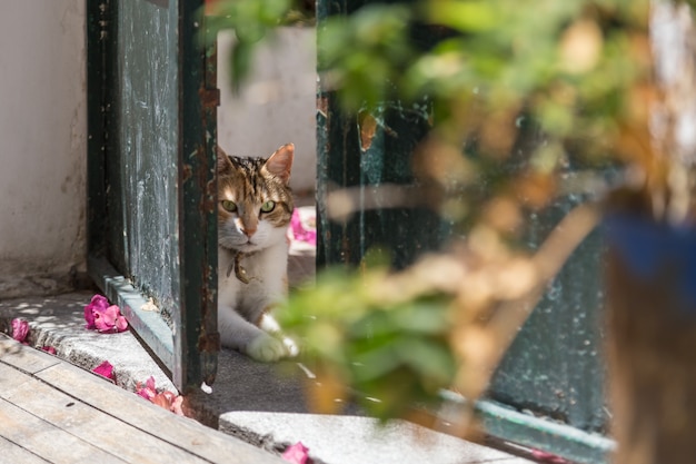 Un chat dans la porte