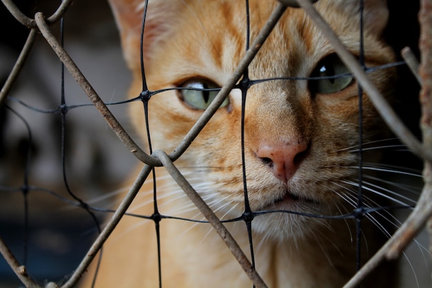 Photo chat dans un refuge pour animaux