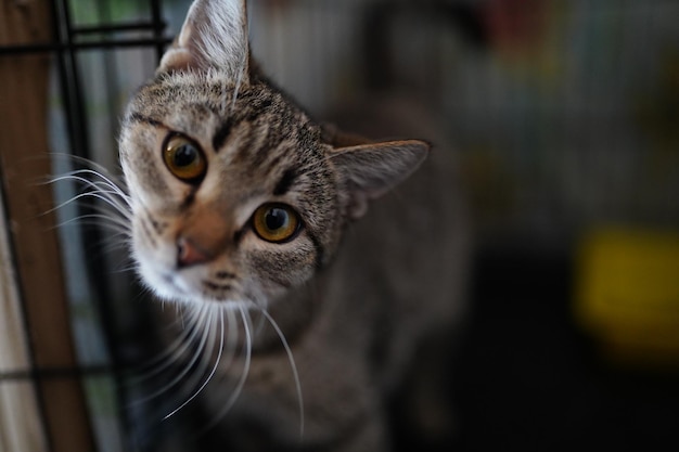 Un chat dans un refuge