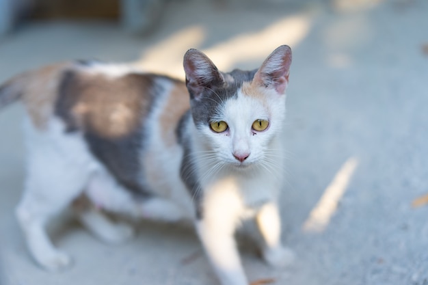 Chat dans la rue après l'accouchement