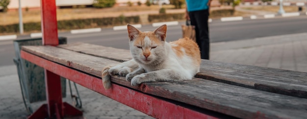 Chat dans la rue chat à fourrure multicolore dans la rue