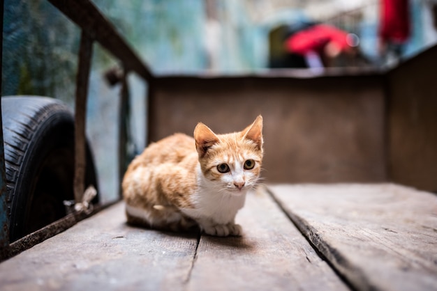 Chat dans la rue dans une brouette