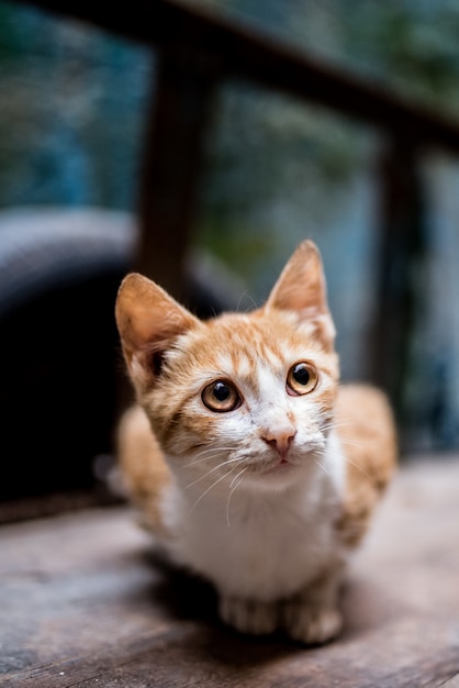 Chat dans la rue dans une brouette