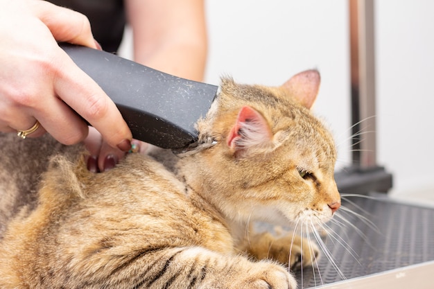 Chat dans un salon pour animaux