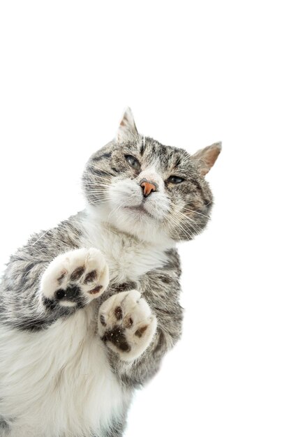 Chat debout sur le verre sur fond blanc