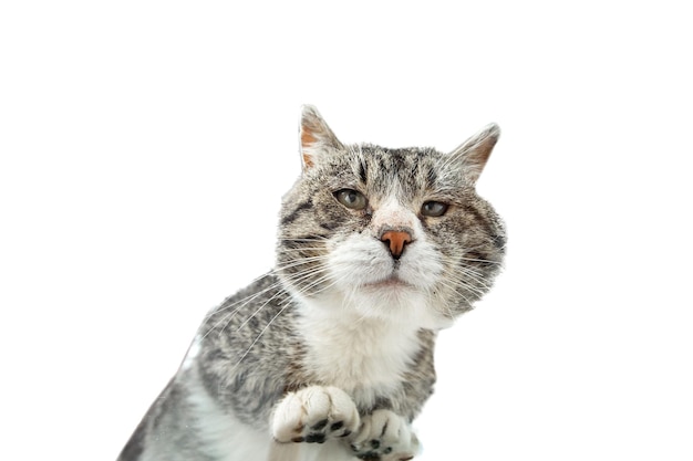 Chat debout sur le verre sur fond blanc