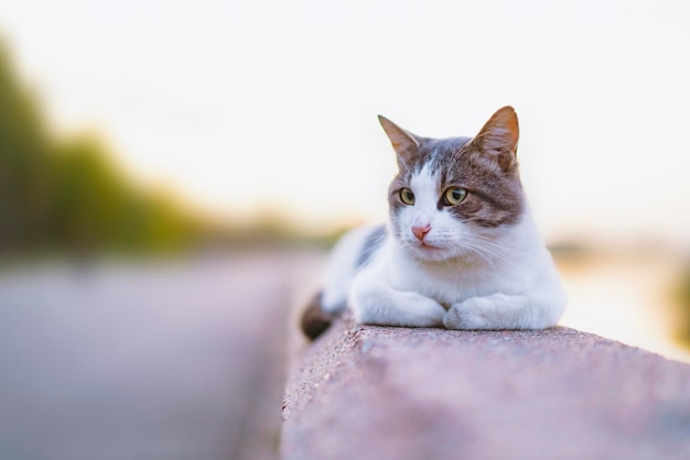 Un chat décontracté aux yeux jaunes se trouve sur une balustrade en pierre sur un chat tigré gris coucher de soleil