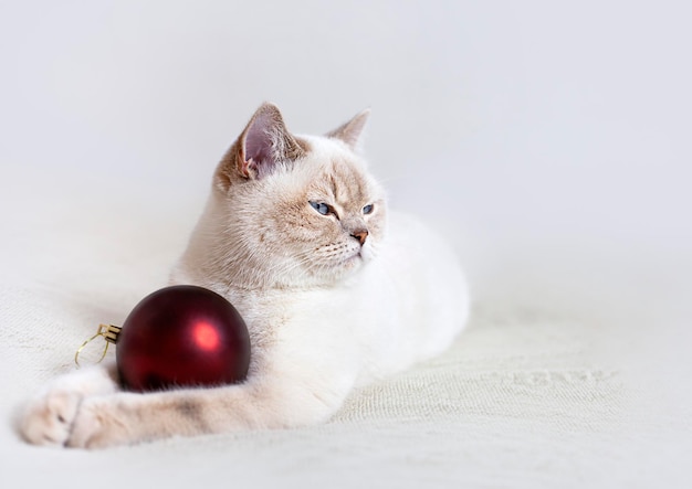 un chat avec une décoration de Noël se trouve sur un fond beige