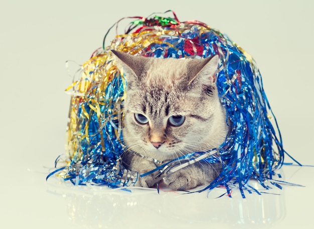 Chat avec décoration de Noël